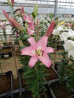 [4171 Missoni VZ No01.JPG]